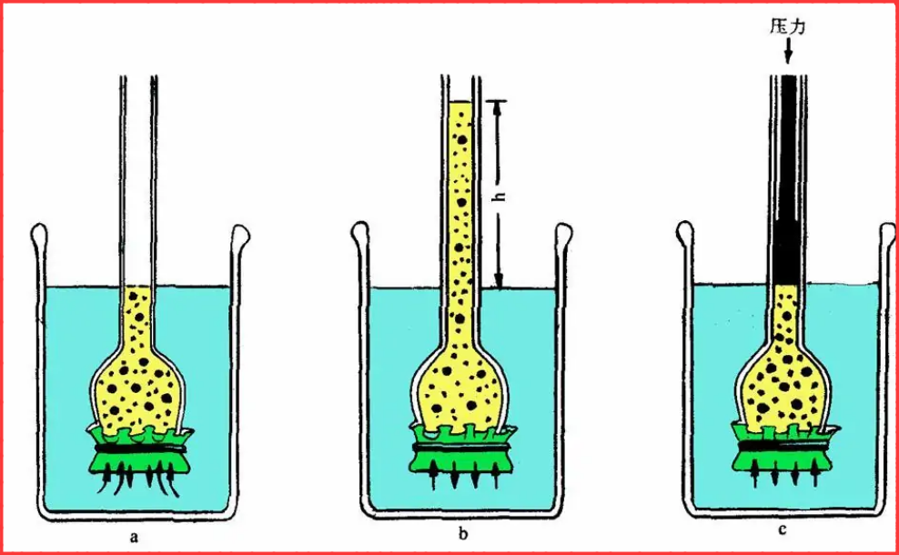渗透压是什么意思