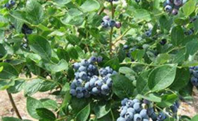 蓝莓的种植方法和技术