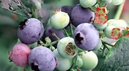 蓝莓的种植方法和技术