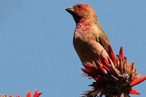 野生小麻料鸟吃什么？