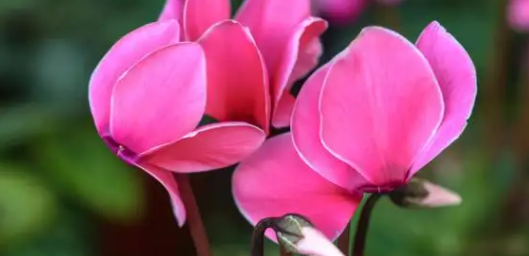 净化空气的有哪些?