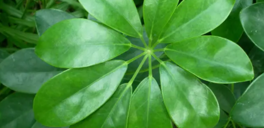 净化空气的有哪些?