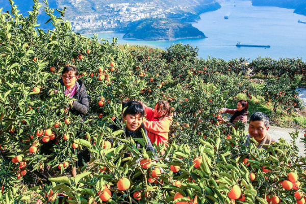 被誉为“峡橙三秀”之一的桃叶橙来自哪里？