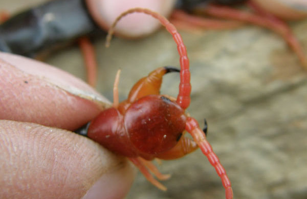 中国有人皮蝇吗