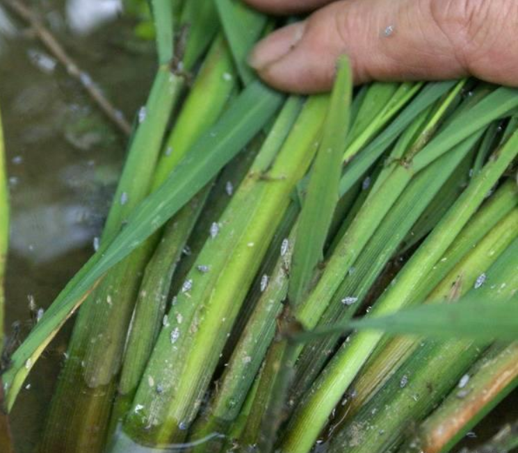 水稻常见的病虫害有哪些？