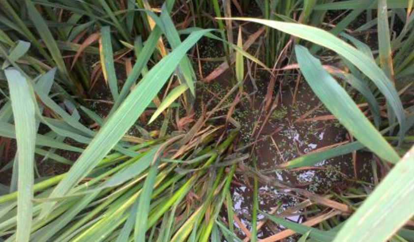 水稻常见的病虫害有哪些？