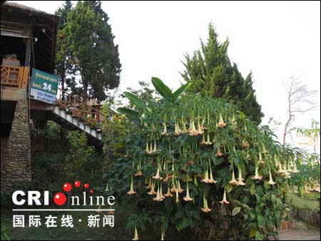 泰北孤军的介绍