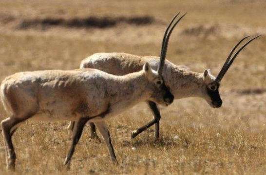 求《藏羚羊的跪拜》原文