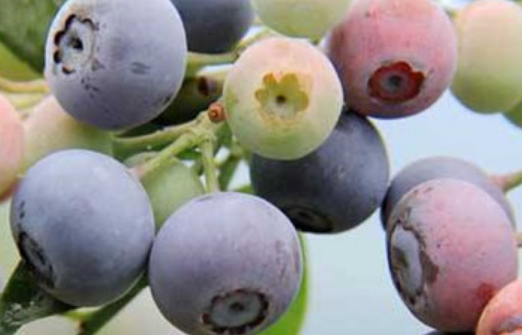 蓝莓的种植方法和技术