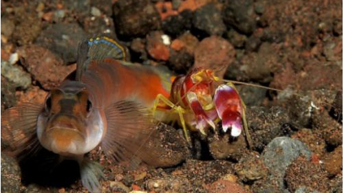 谁知道这是什么虾？有两个钳子，交个钳子还不是一样的，一大一小的钳子！看起来怪怪的，能吃么？