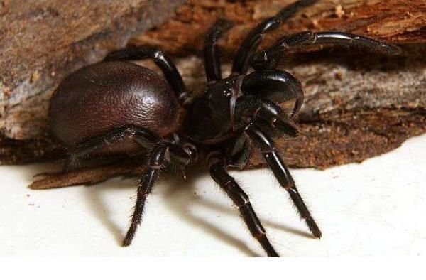 盘点中国十大毒蜘蛛，这些蜘蛛的毒性有多强？