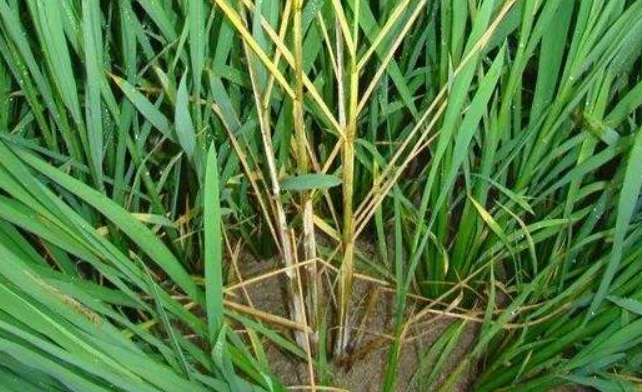 水稻常见的病虫害有哪些？