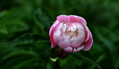 芍药为什么叫鬼花？