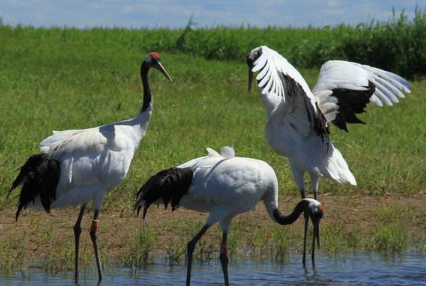 鹤的拼音和组词