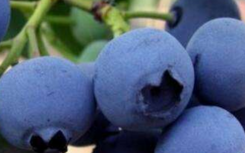 蓝莓的种植方法和技术