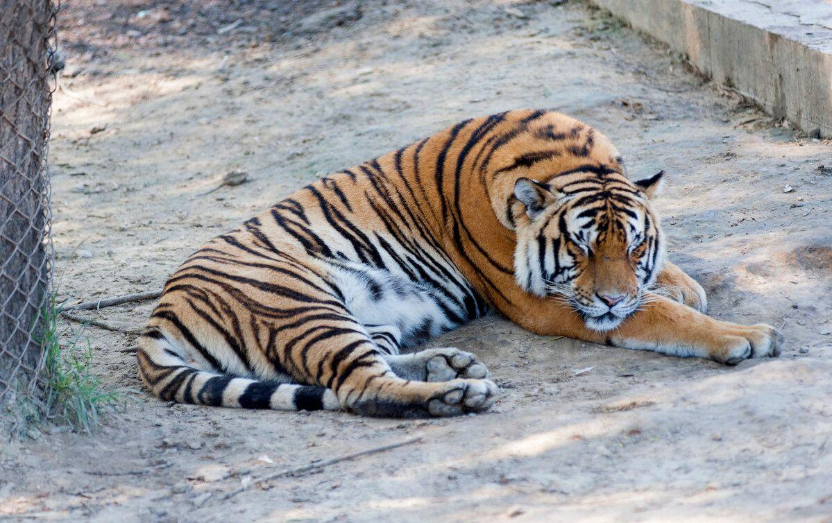 进村东北虎已送至饲养繁育中心，这只东北虎从何而来？