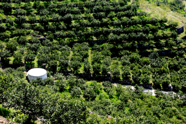 被誉为“峡橙三秀”之一的桃叶橙来自哪里？