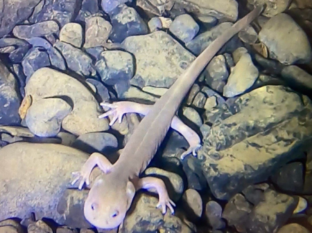 纯黑蝙蝠，4足乳白物种见过没？是新物种吗？