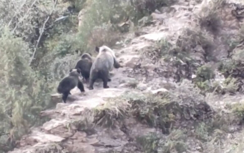 野保专家在三江源发现罕见藏棕熊？