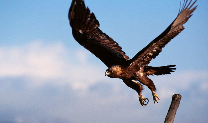 飞禽走兽有哪些动物 越多越好