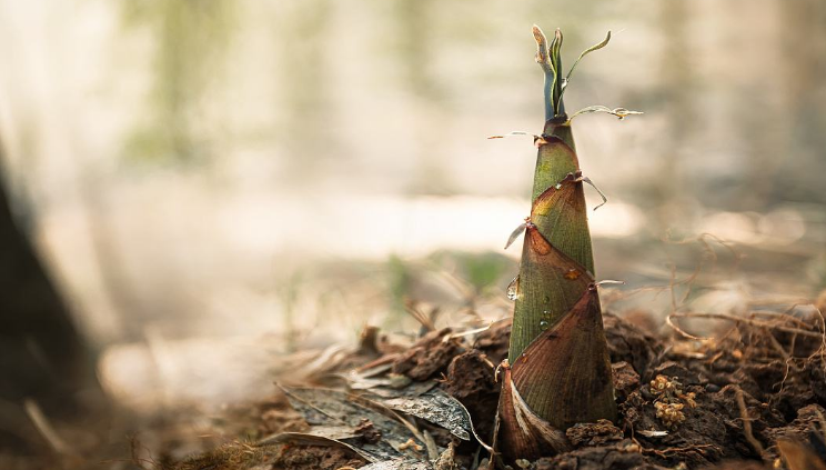 雨后春笋写一句话是什么?