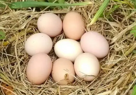 草鸡蛋为什么比洋鸡蛋贵？两种鸡蛋的营养价值一样吗？
