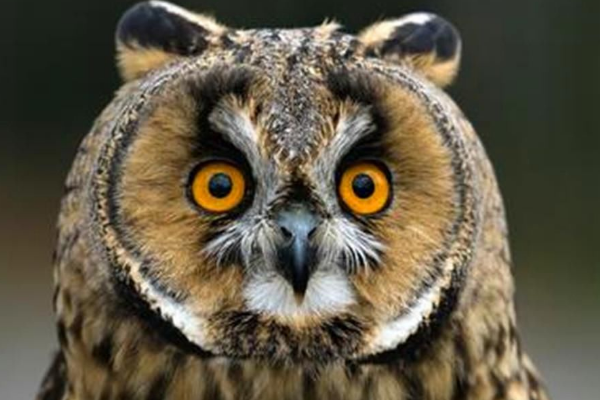 夜猫子进宅，无事不来，是什么意思