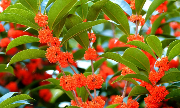 桂花的品种有哪些?分别是什么?