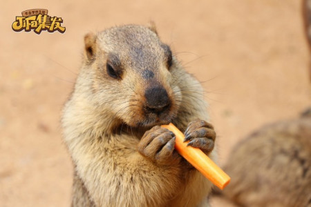 秦皇岛:北戴河/黄金海岸旅游,谁有最全的攻略或指南啊?