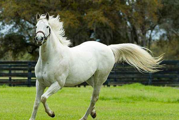 下海救人的两匹救命恩马去世，万物皆有灵性？