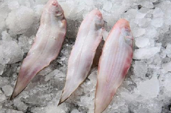 塔嘛鱼 是不是 龙利鱼