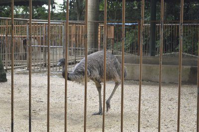 一鸵鸟在市区狂奔20多公里,因体力透支死亡,它是如何来到社区的?