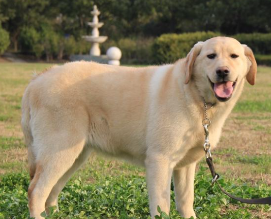 拉布拉多是什么狗？