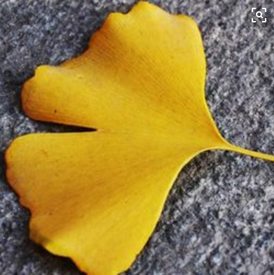 银杏叶的形状及特点
