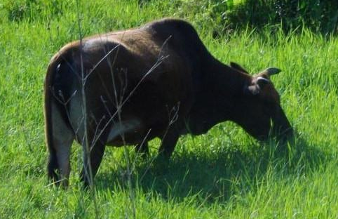 我、牛、吃、草。四个字连起来怎么念通顺？？？？？