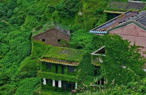 爬山虎的脚有什么特点