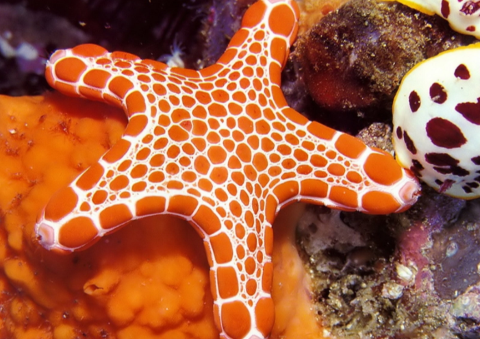 海星是吃什么的呢?