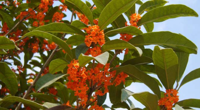 桂花的品种有哪些?分别是什么?