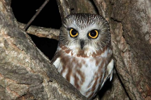 夜猫子进宅，无事不来，是什么意思