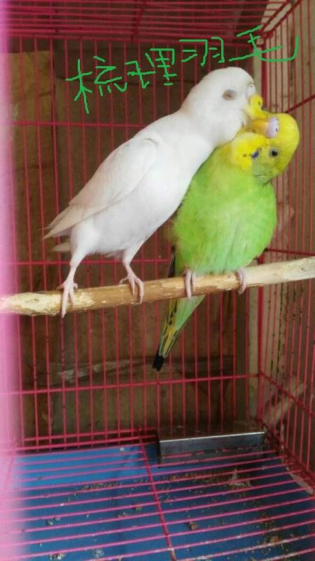 虎皮鹦鹉怎么区分公母？