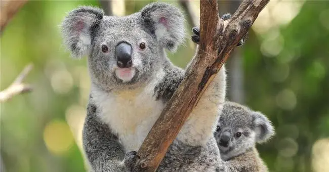 树袋熊是哪个国家的珍贵原始?