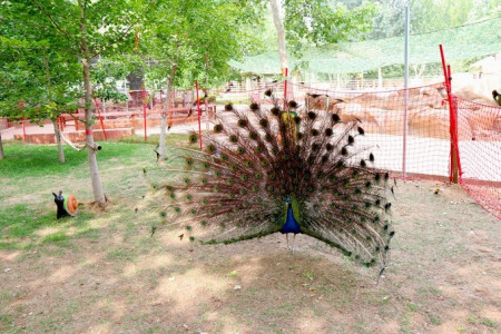 秦皇岛:北戴河/黄金海岸旅游,谁有最全的攻略或指南啊?