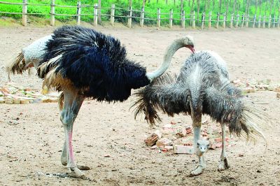 一鸵鸟在市区狂奔20多公里,因体力透支死亡,它是如何来到社区的?