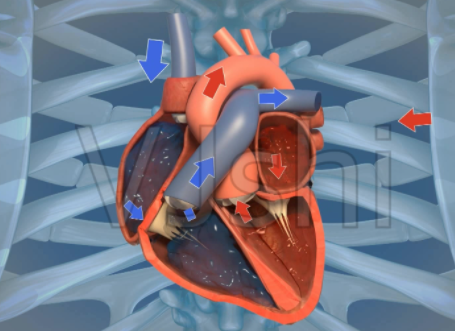 熬夜时心脏忽然咯噔一下，这到底是怎么回事？