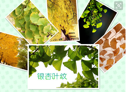 银杏叶的形状及特点