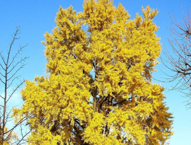 银杏树的叶子像什么