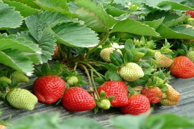 草莓英文怎么写？