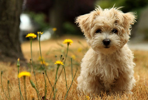 如何看待小动物保护协会呼吁建宠物隔离制度？