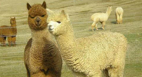 羊驼多少钱一只？养殖前景如何？