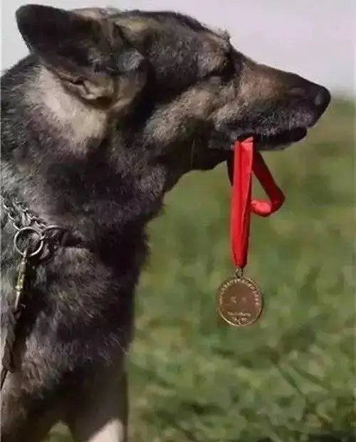 当年汶川地震的67只搜救犬全部离世,向它们致敬,它们救了多少人呢?